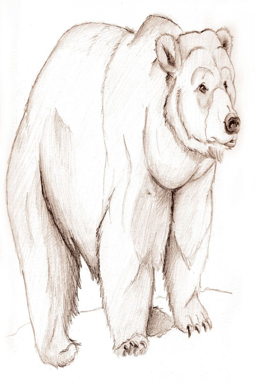 Bear sketch.