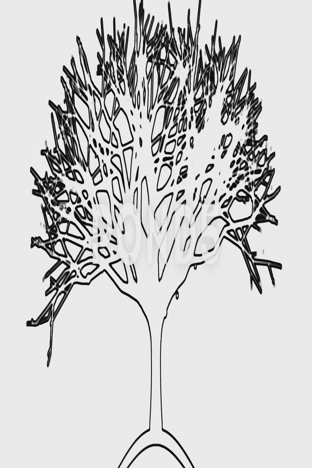 Black and White Tree Drawing Animation