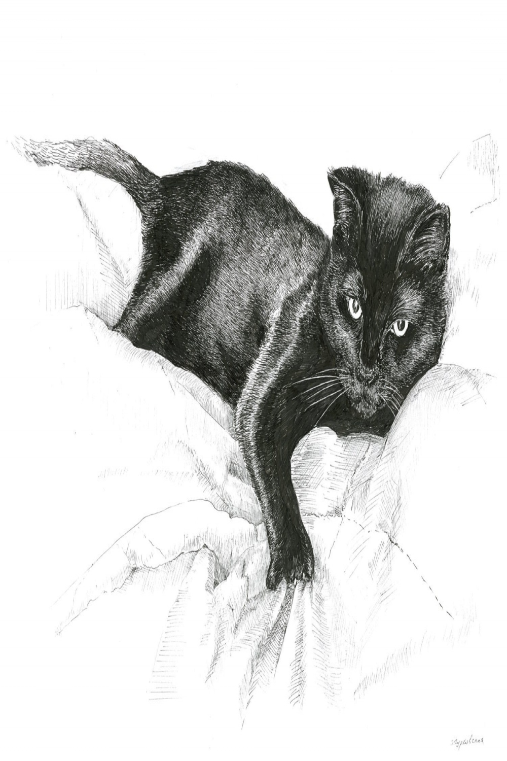 Black cat drawing, cat art print, pen and ink sketch, cat sketch