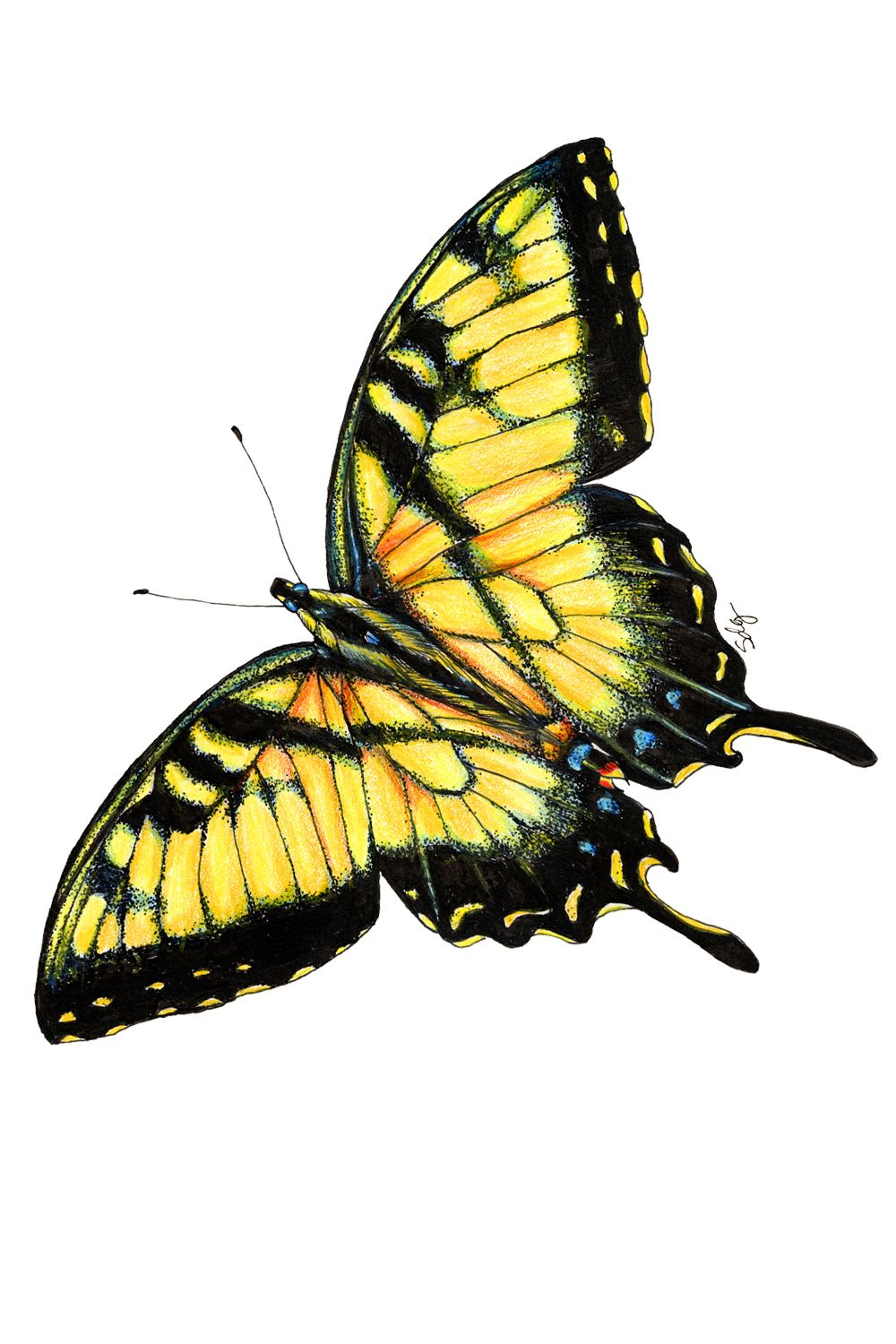 Butterfly Illustration  Butterfly art print, Butterfly drawing