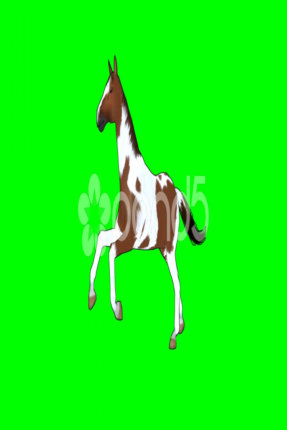 cartoon horse in galop -  different views - green screen