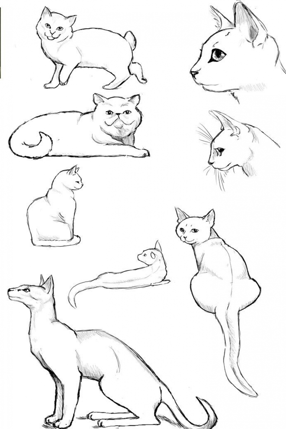 Cat Poses: Study   Cat drawing, Cats art drawing, Cat sketch