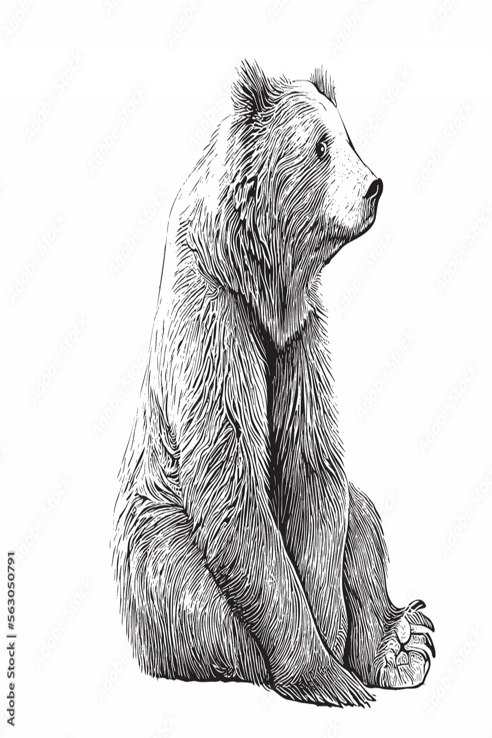 Cute bear animal sitting hand drawn engraving sketch Vector