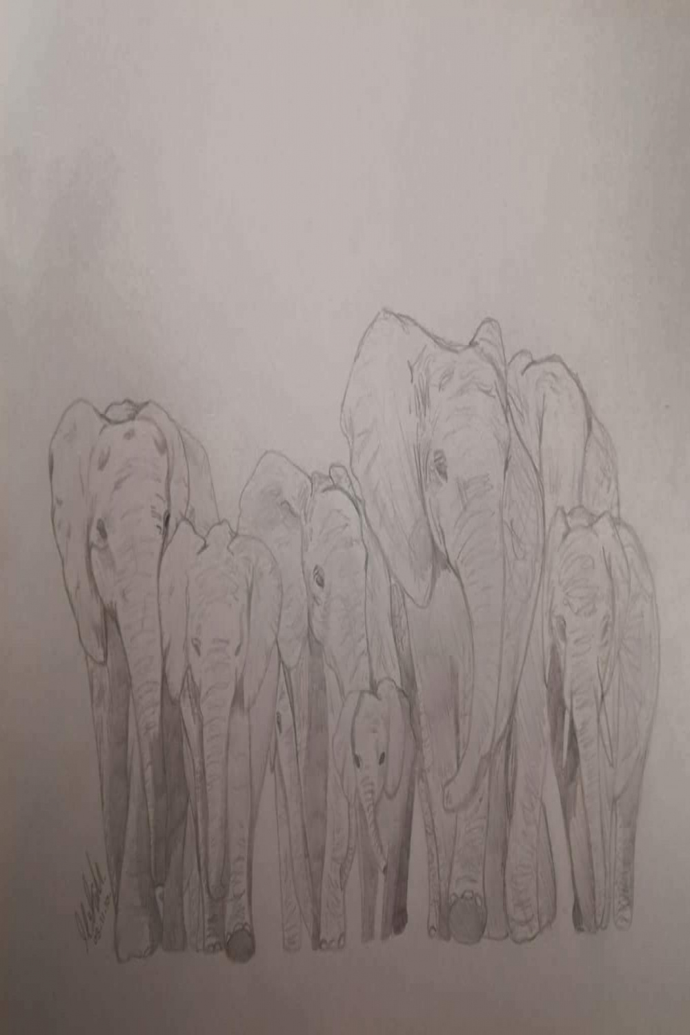 Group of Elephants Pencil Drawing  Herd of elephants, Pencil