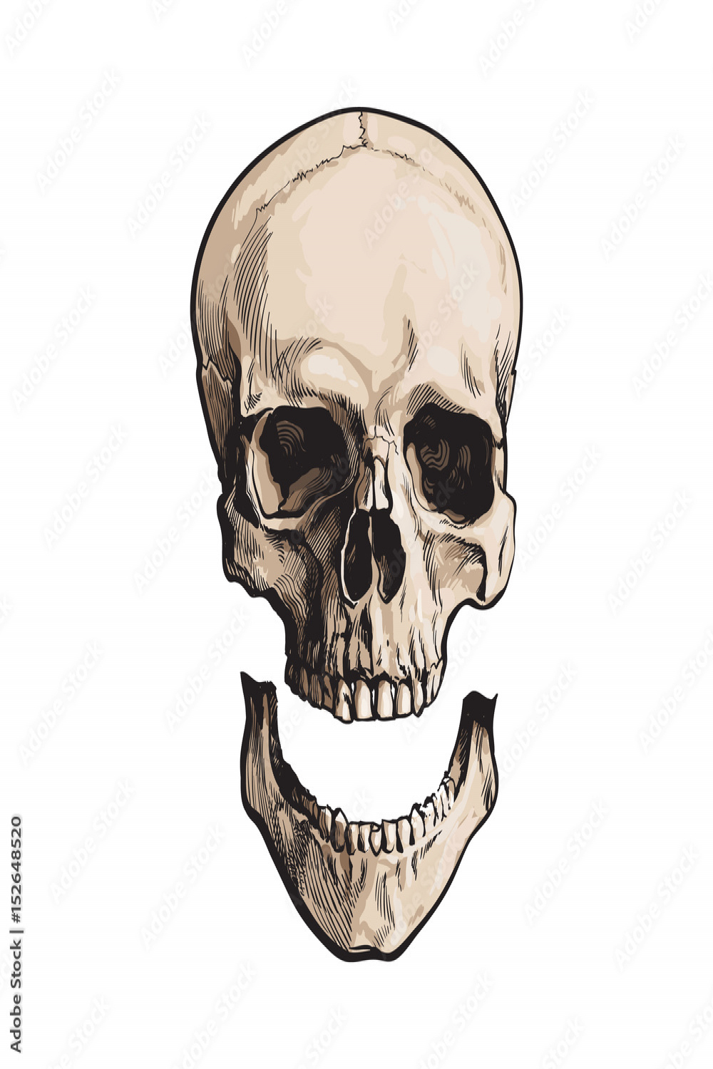 Hand drawn human skull, anatomical model with separated lower jaw