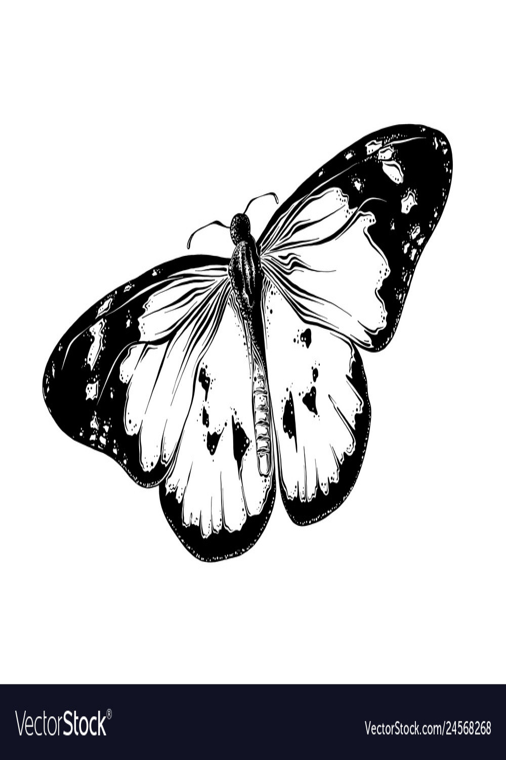 Hand drawn sketch of butterfly in black color Vector Image