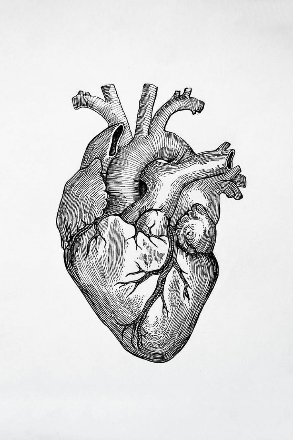 Heart reference i stole off the internet in   Heart drawing