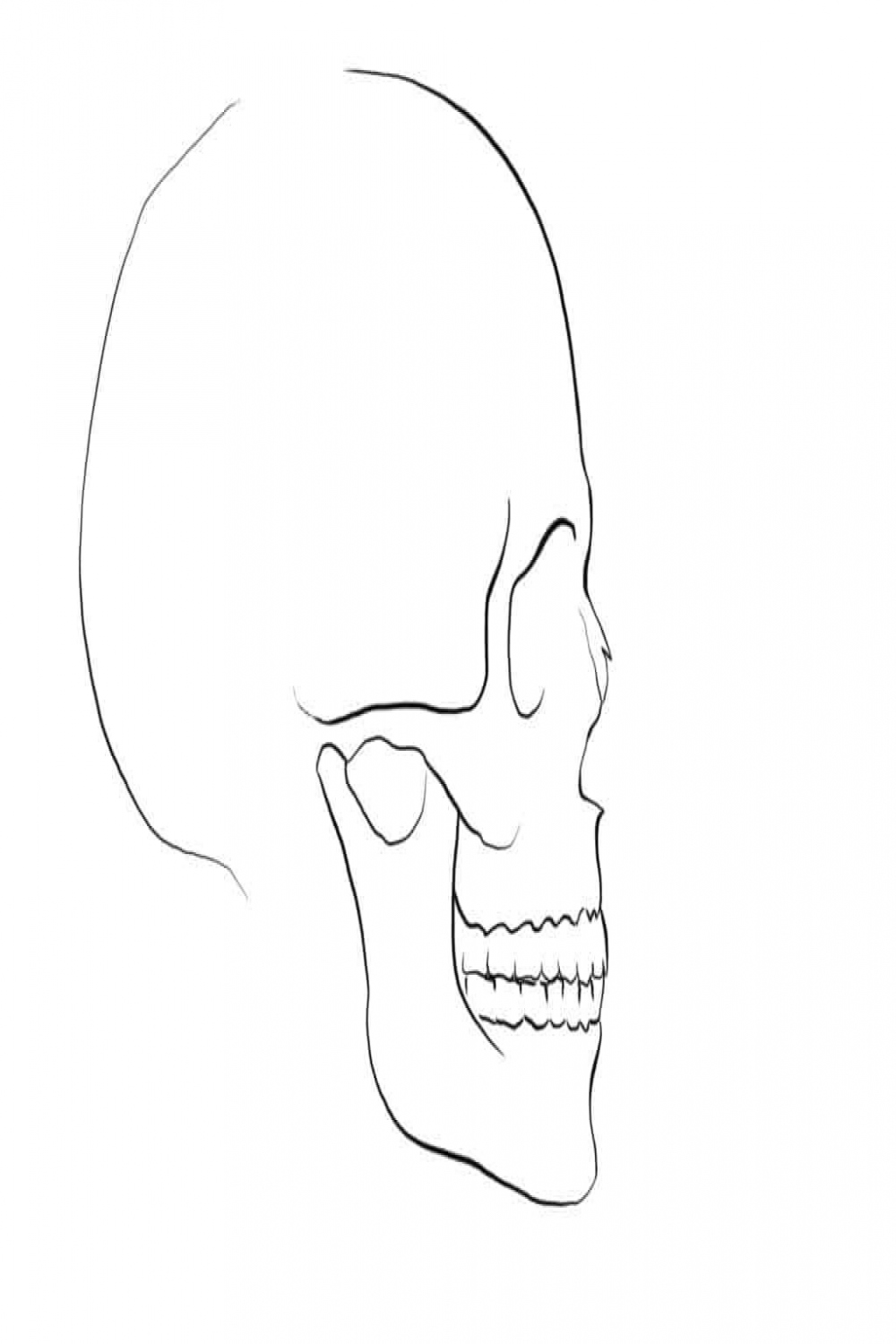 How to draw a Nose side view skull  Skulls drawing, Skull sketch