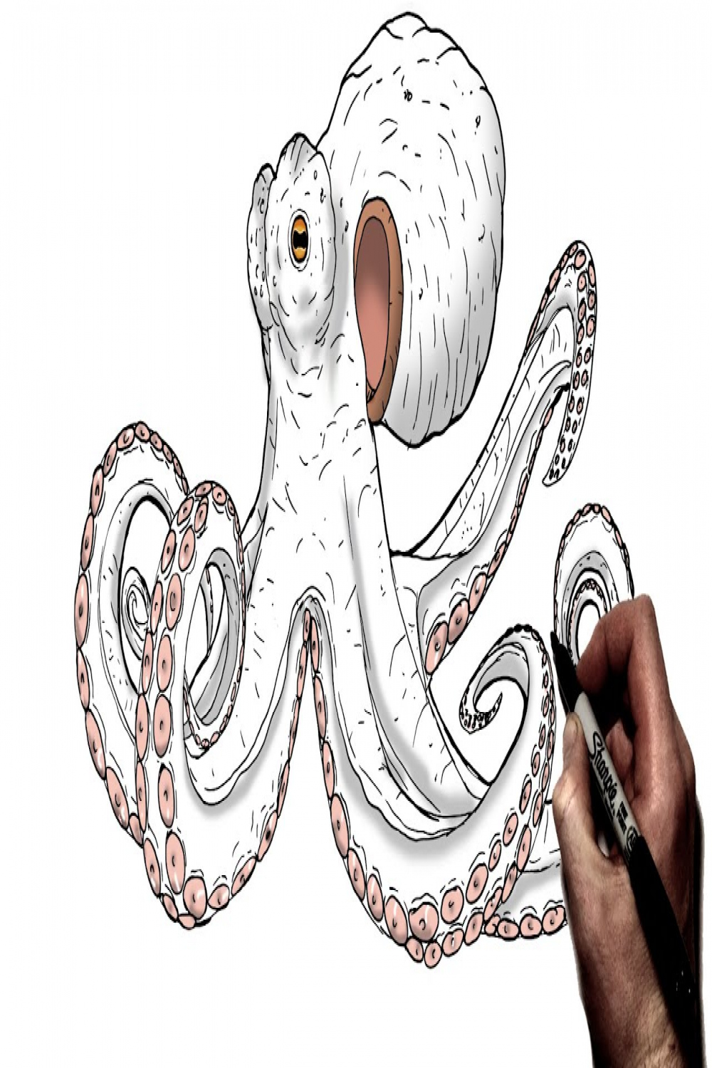 How To Draw An Octopus  Step By Step  Animal Drawing