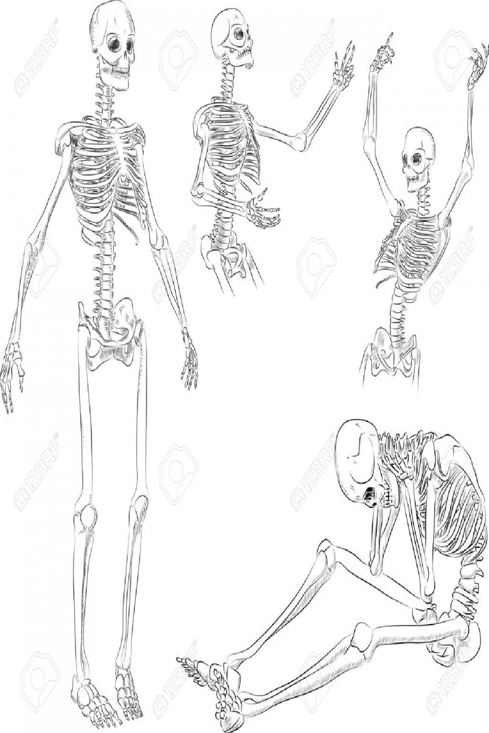 Human Skeleton In Different Active Poses Sketch Royalty Free SVG