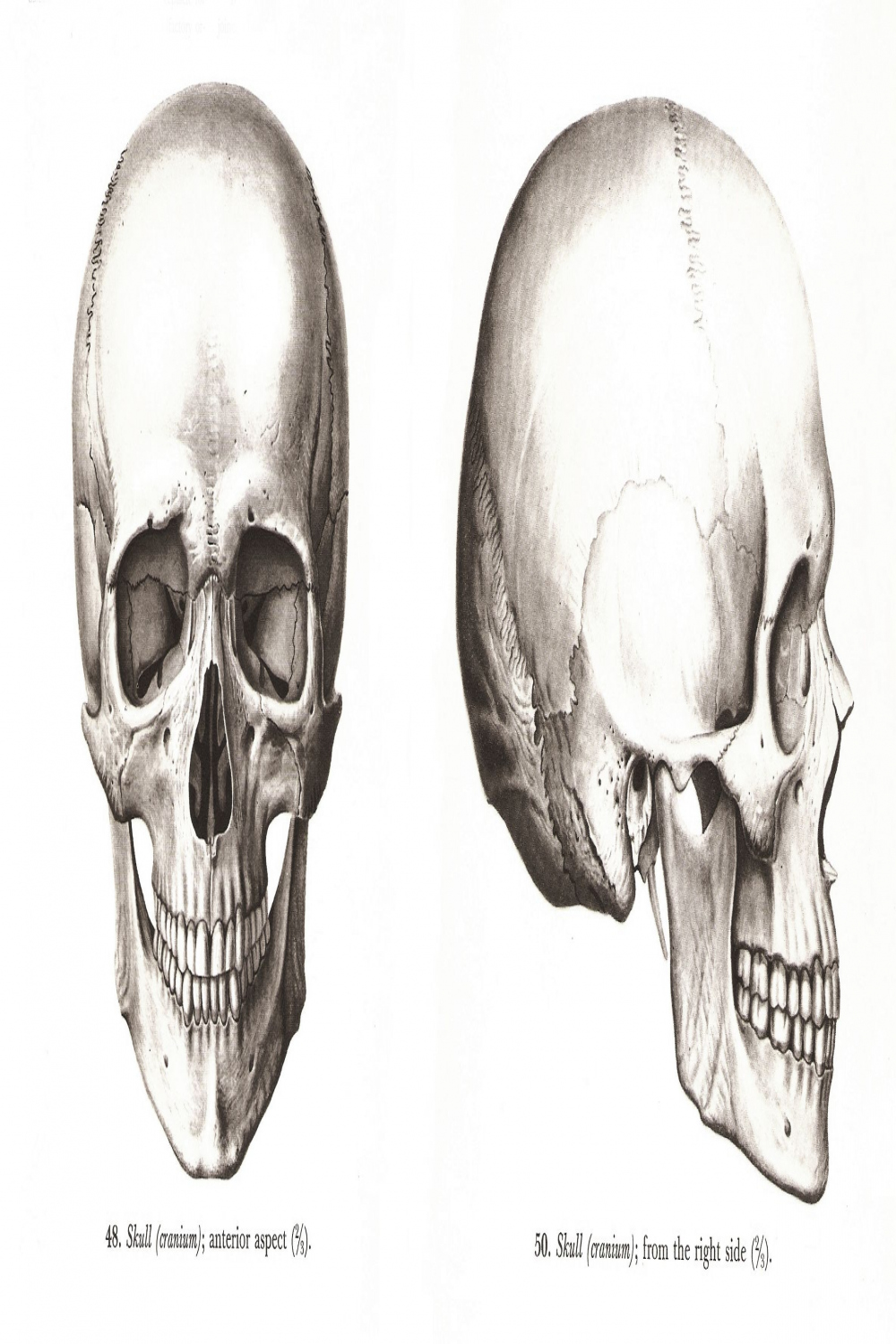 human skull (cranium), anterior and right side view, "Atlas of