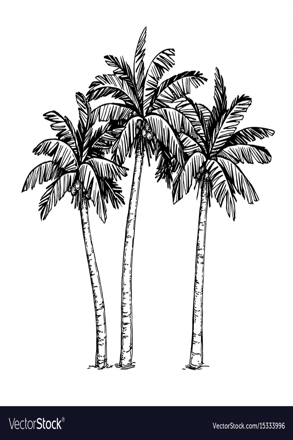 Ink sketch of palm trees Royalty Free Vector Image