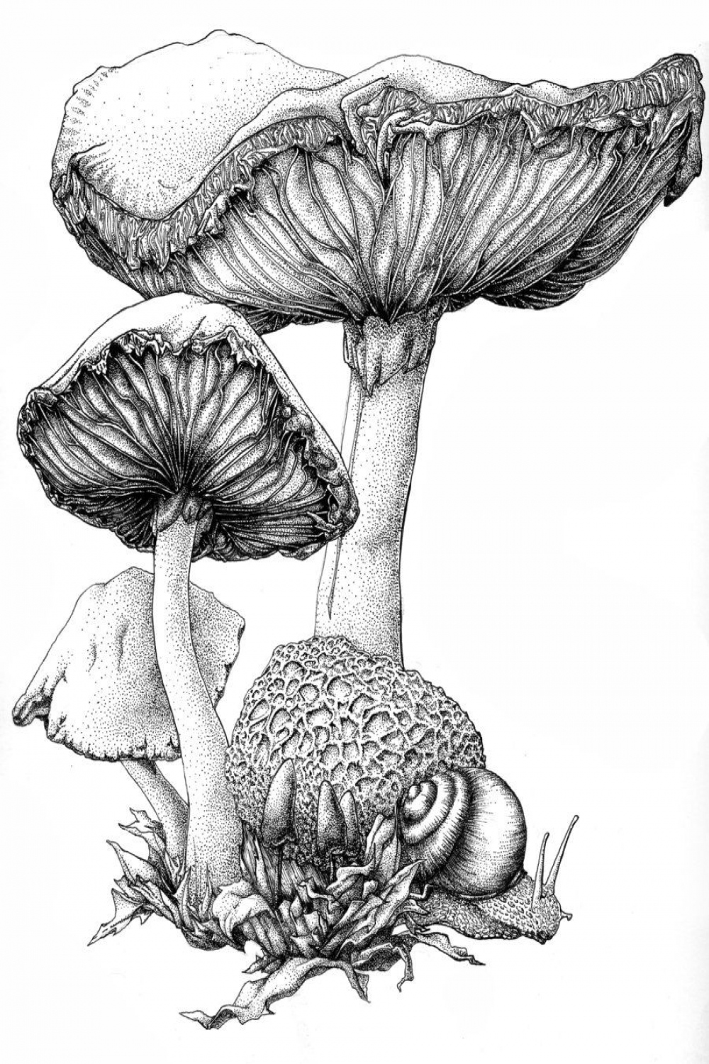 Mushroom Ink  Art drawings, Mushroom art, Mushroom drawing