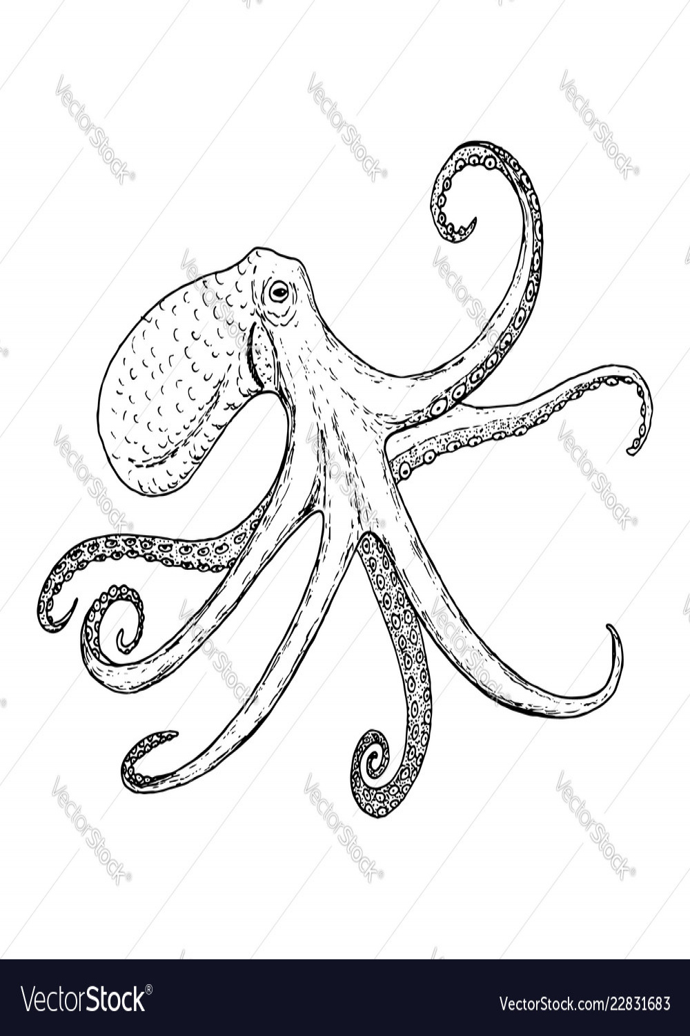 Octopus vulgaris wildlife animal Royalty Free Vector Image