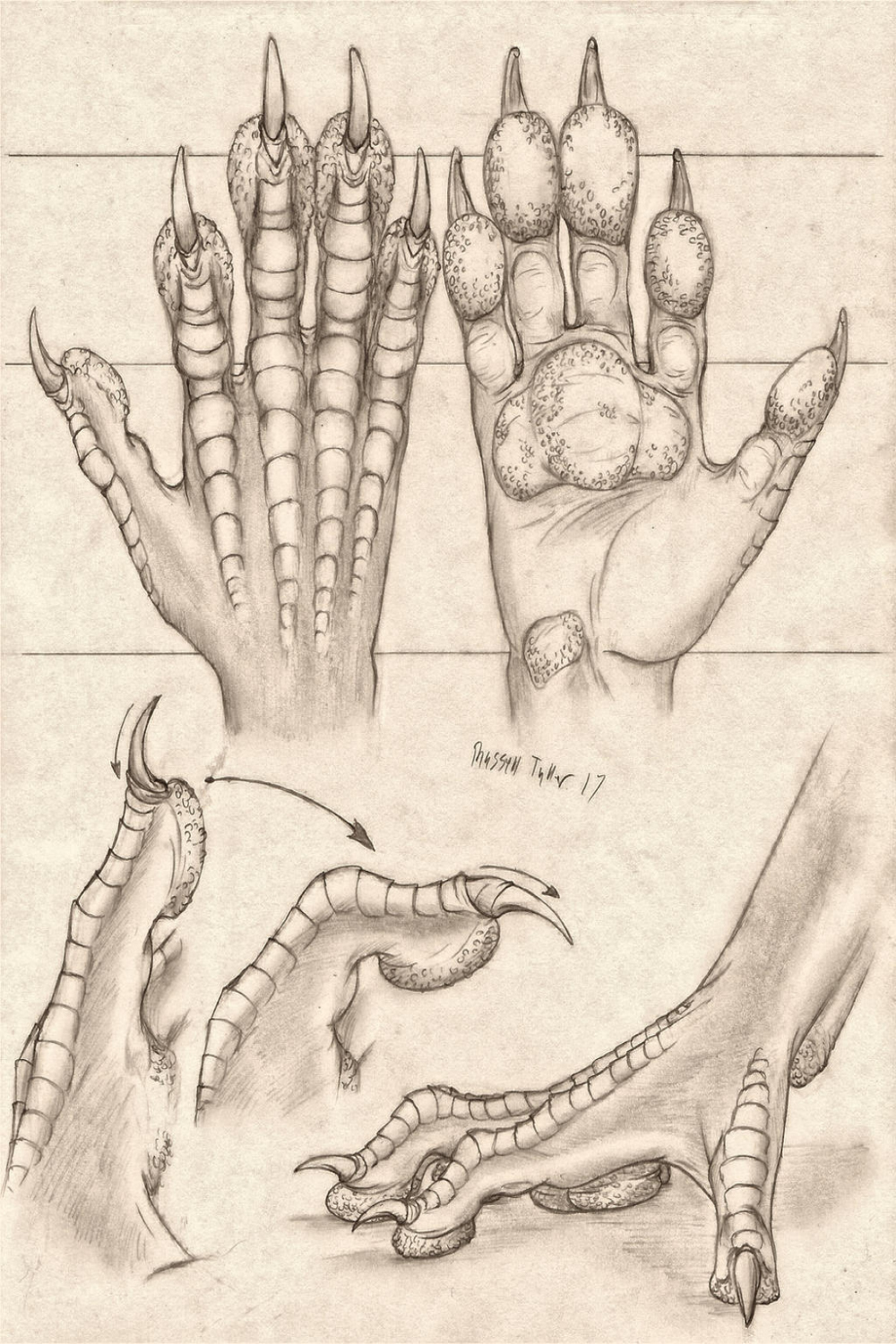 Pawed Dragon Hand Anatomy Study by RussellTuller on DeviantArt