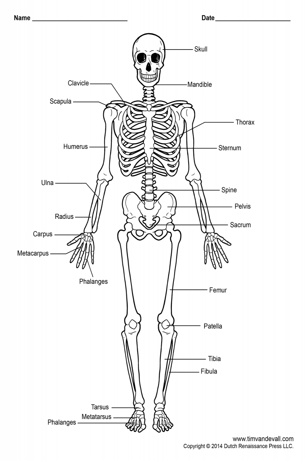 Printable Human Skeleton Diagram – Labeled, Unlabeled, and Blank