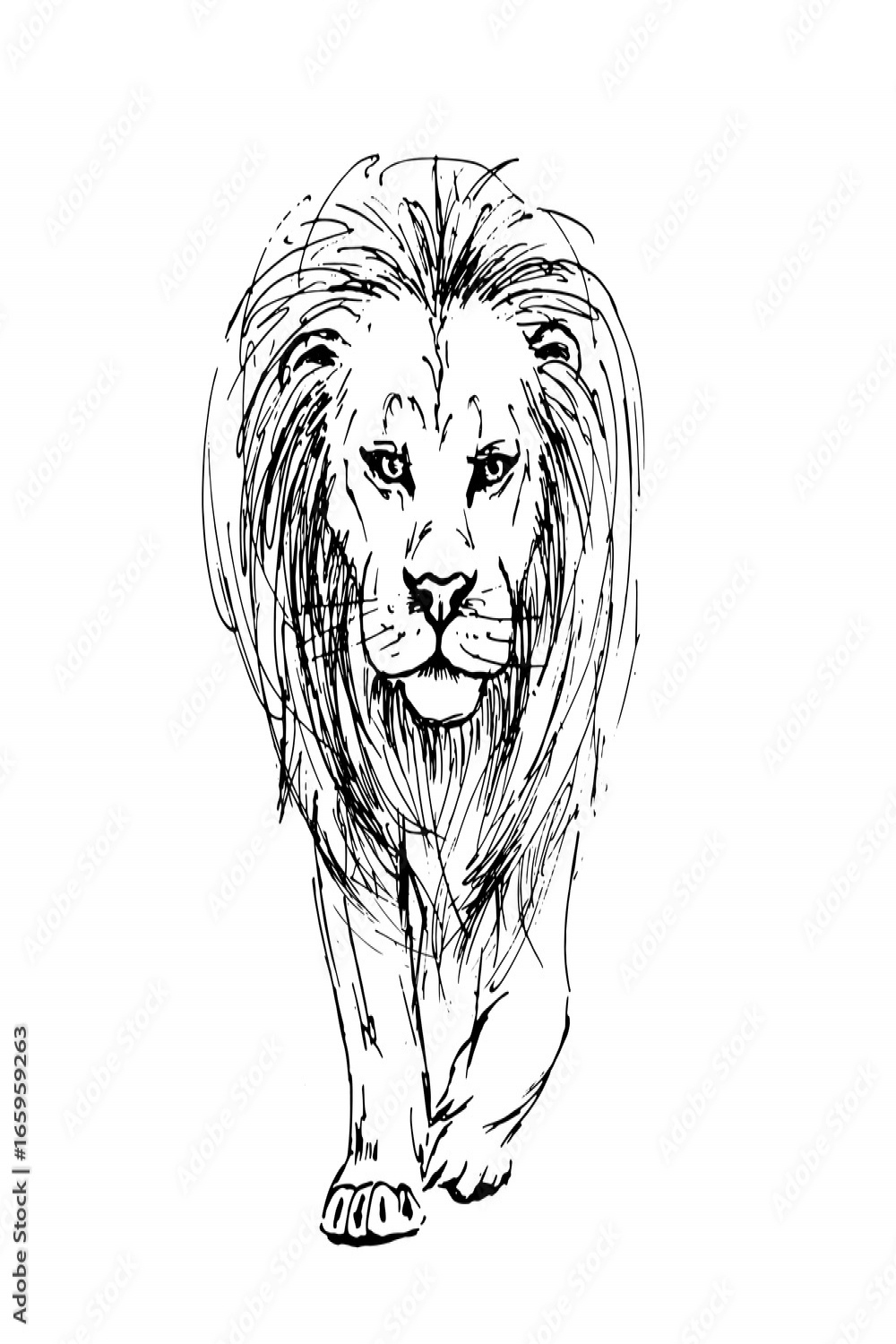 Sketch by pen of a lion front view Stock-Vektorgrafik  Adobe Stock