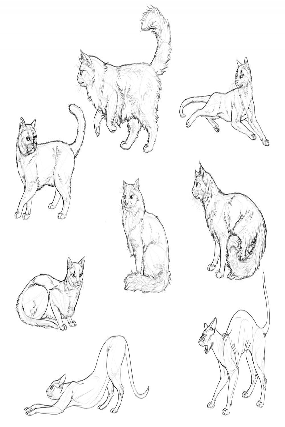 SketchBook Original: How to Draw Cats – Monika Zagrobelna