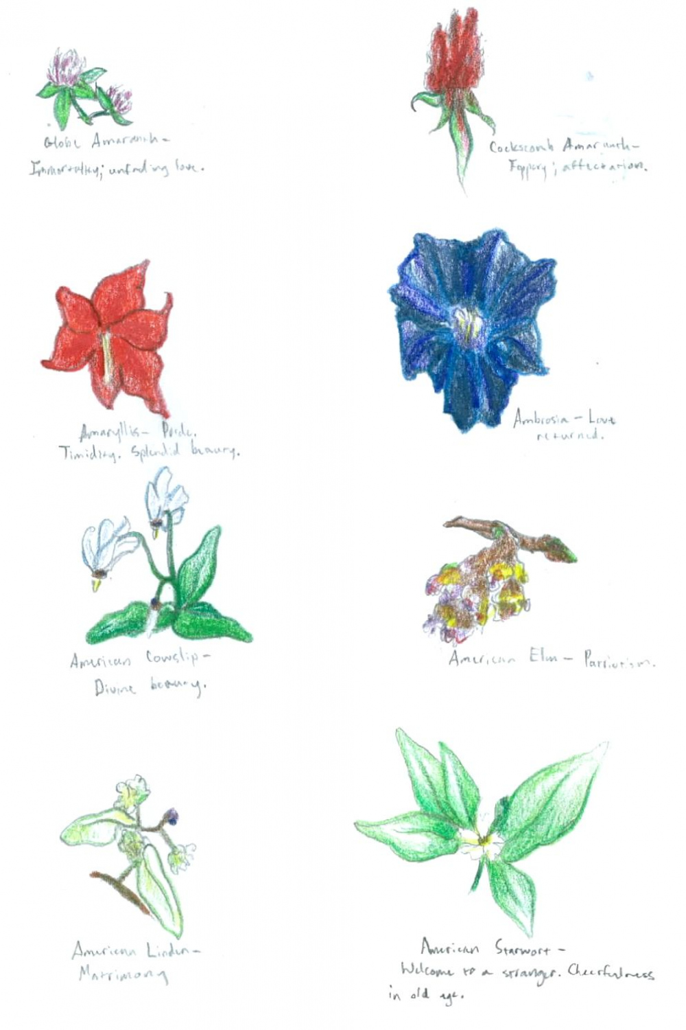 Sketches of flowers with their meanings. Part