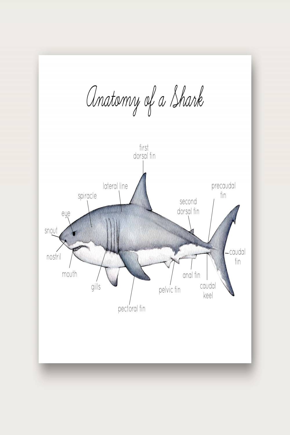 Anatomy of a Shark Poster/Art Print