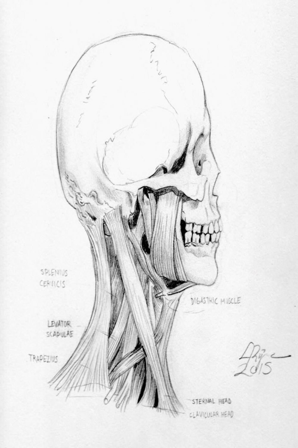 ArtStation - Explore  Anatomy art, Sketches, Drawing & painting