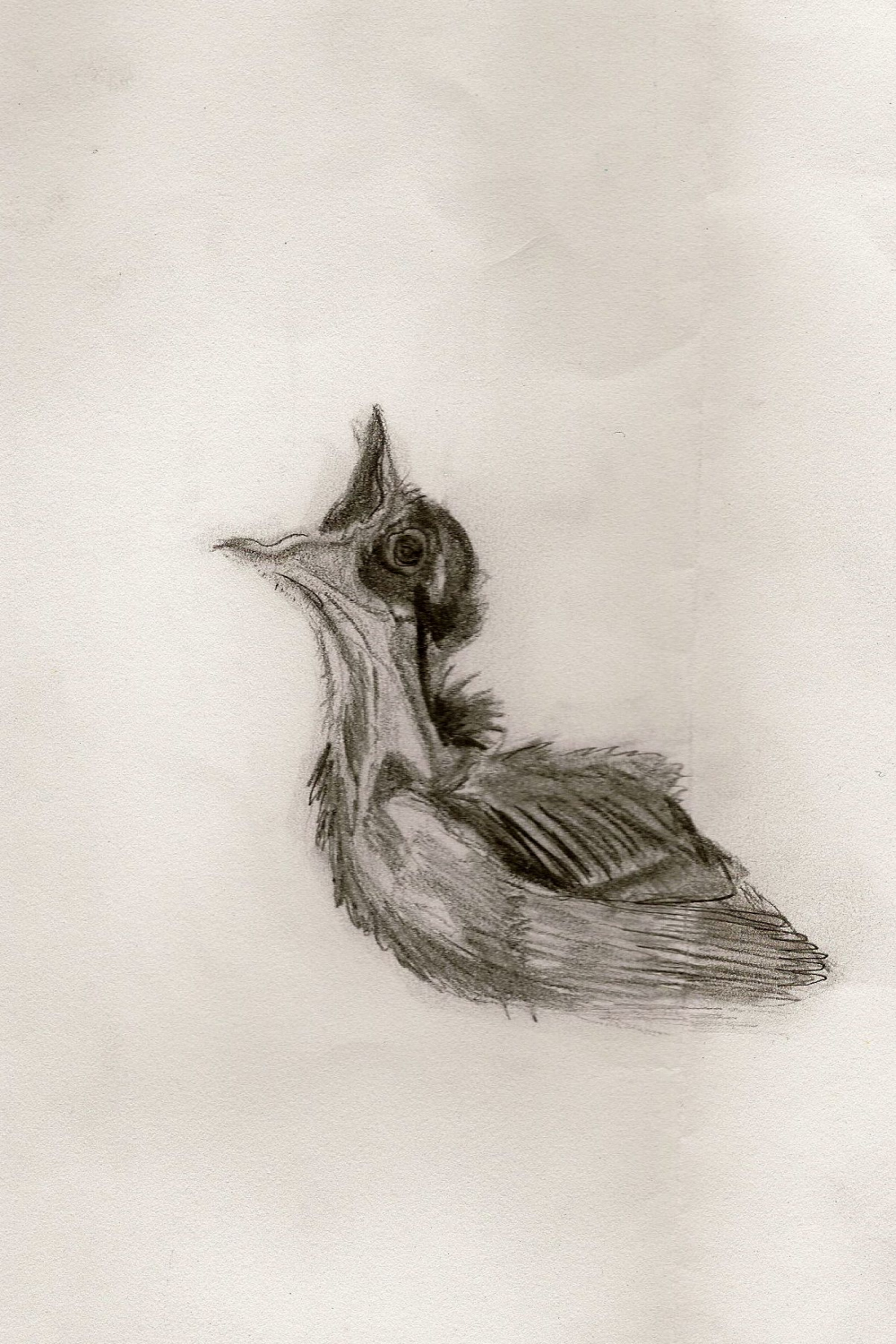 baby bird sketch [school project]  Bird sketch, Bird pencil