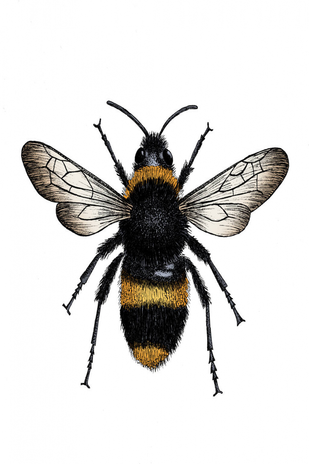 Bee Botanical Illustration Print By Alpha Beta Studio