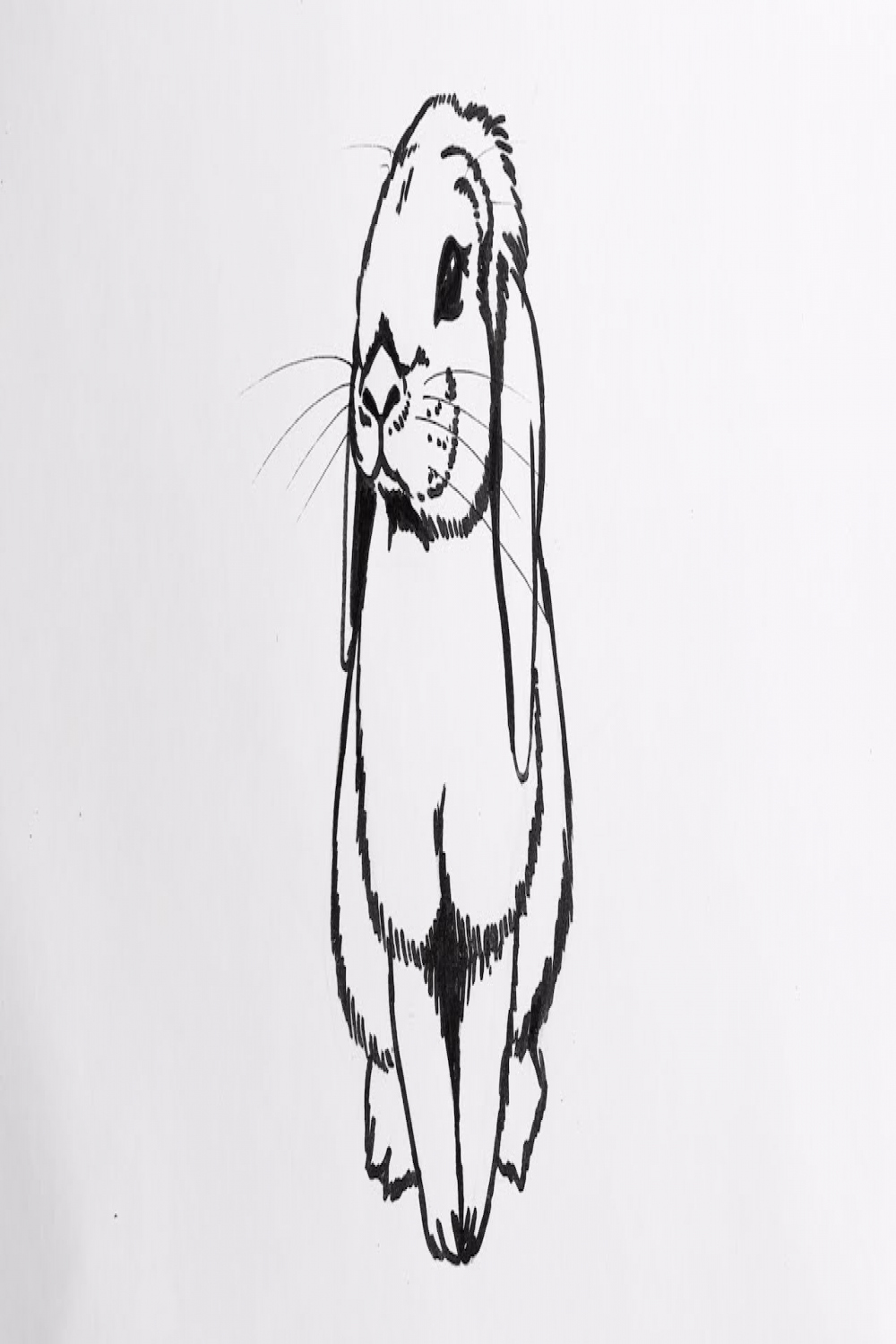 Beginners how to draw a lop eared bunny rabbit