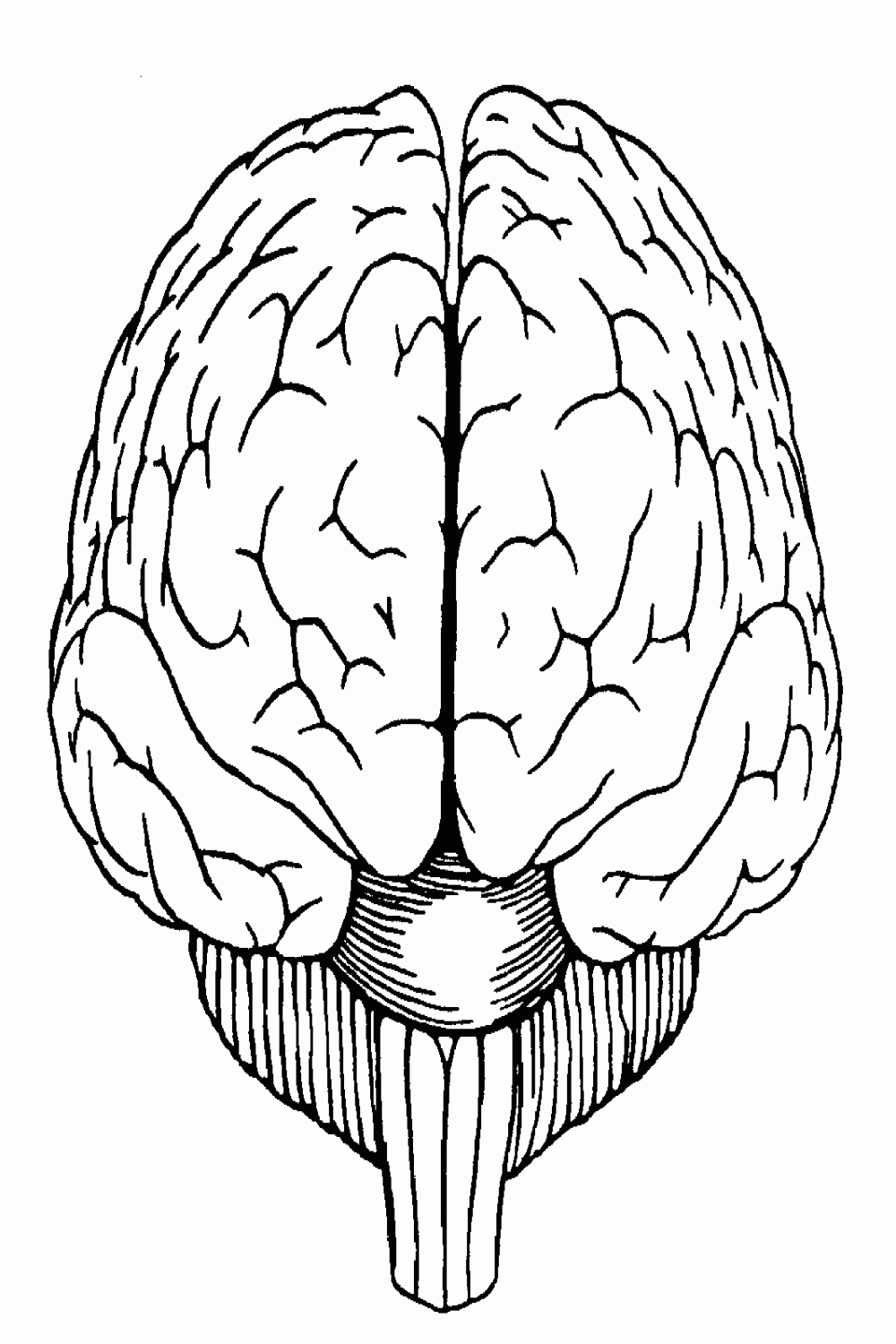 Brain Diagram Front View Sketch Template  Brain drawing, Brain