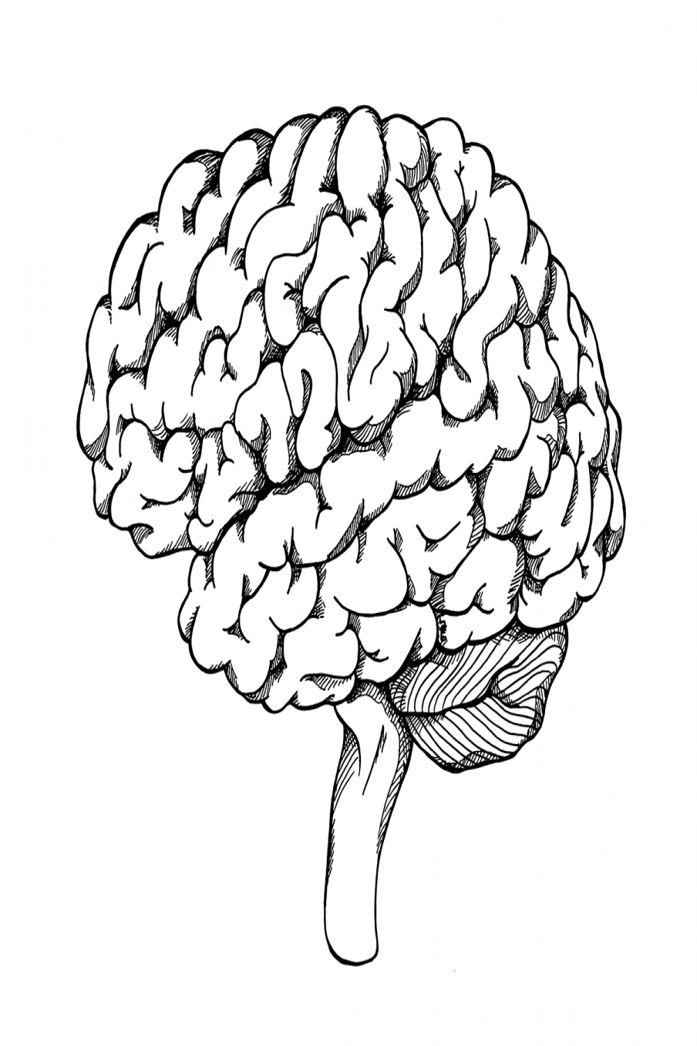 Brain Ink Drawing – Soph