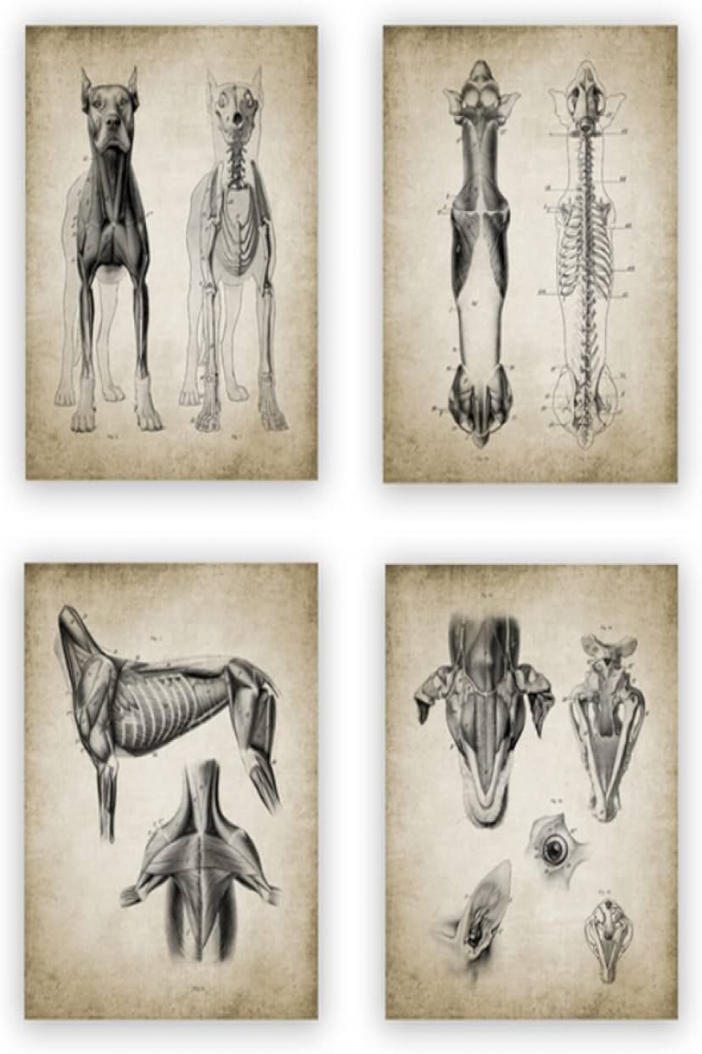 BXCBXDBXCD Dog Anatomy Poster Vintage Veterinary Student Gifts