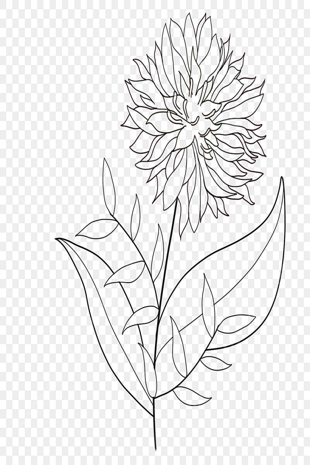 Chrysanthemum Flower Floral Line Drawing Size Leaves, Flower