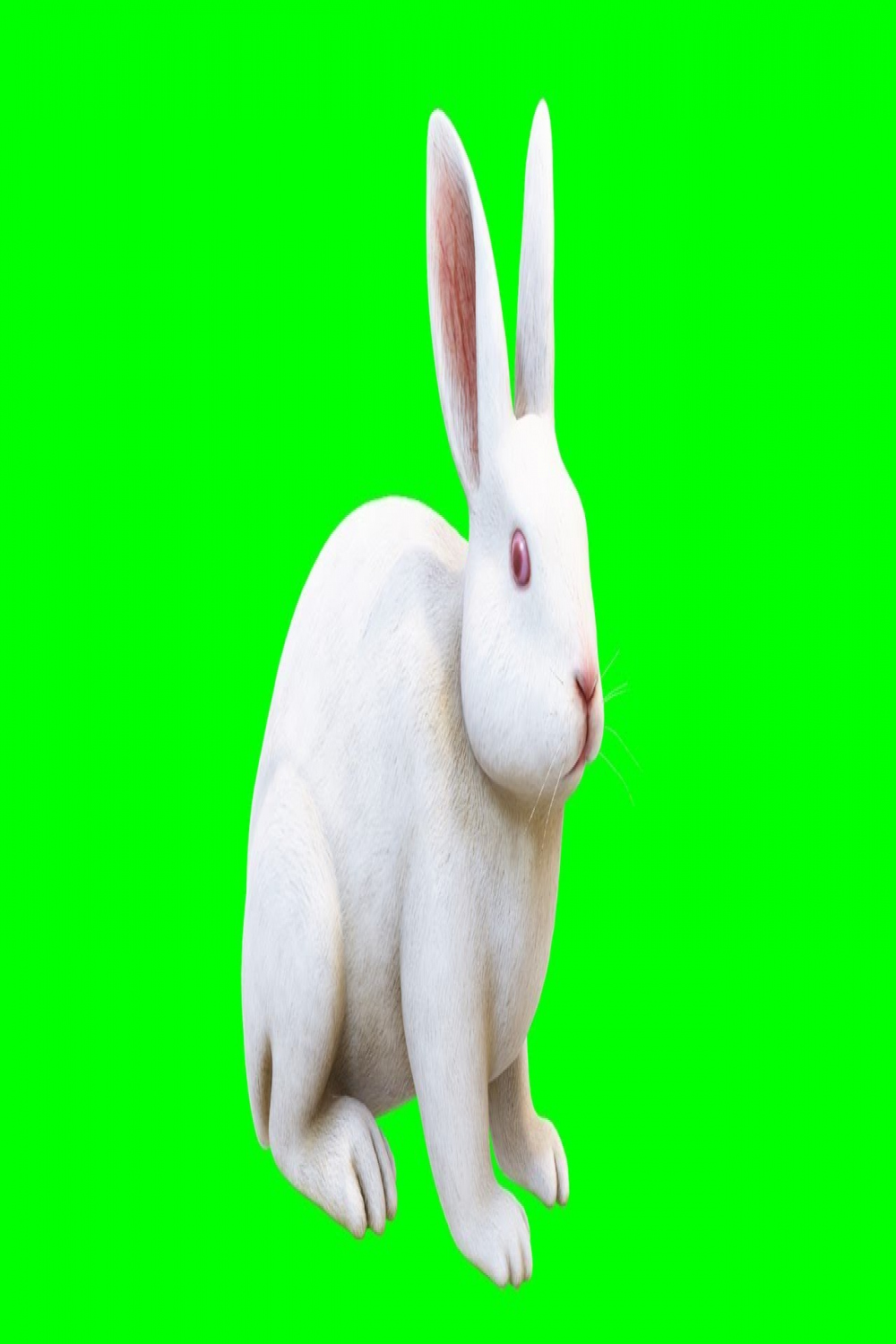 Copyright Free d Animated Rabbit Green Screen Effect  Chroma Key   Royalty Free