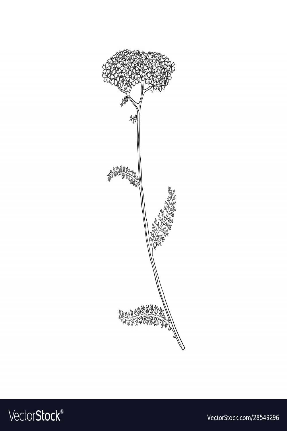 Drawing yarrow flower Royalty Free Vector Image