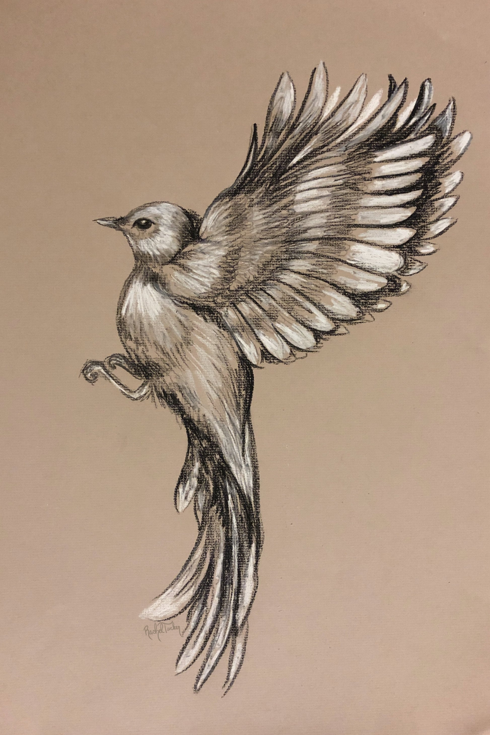 Flying-Original Drawing in Charcoal on Pastel Paper, Bird in