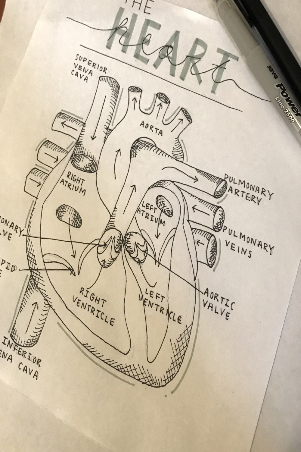 Heart diagram notes  Heart diagram, Diagram, Notes