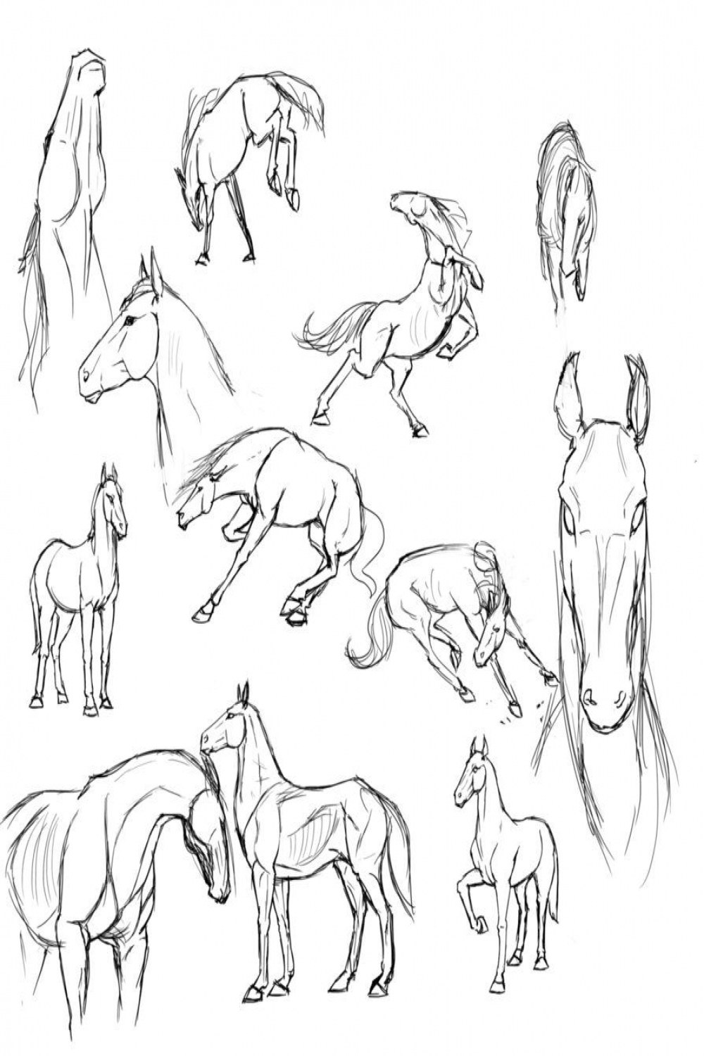 Horse studies by RasnovStables on DeviantArt  Horse drawings