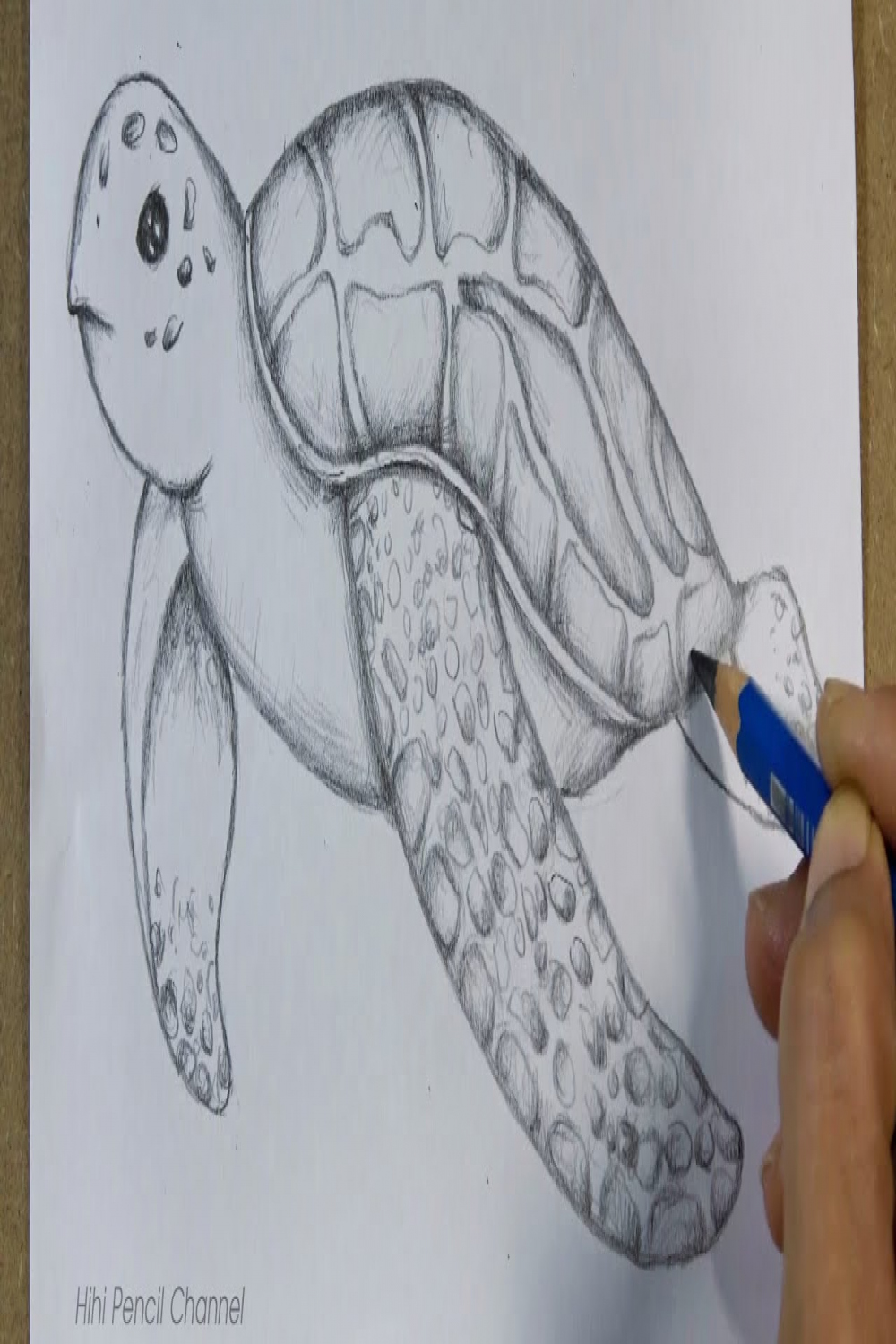 How to Draw a Sea Turtle Step by Step  Pencil Sketch