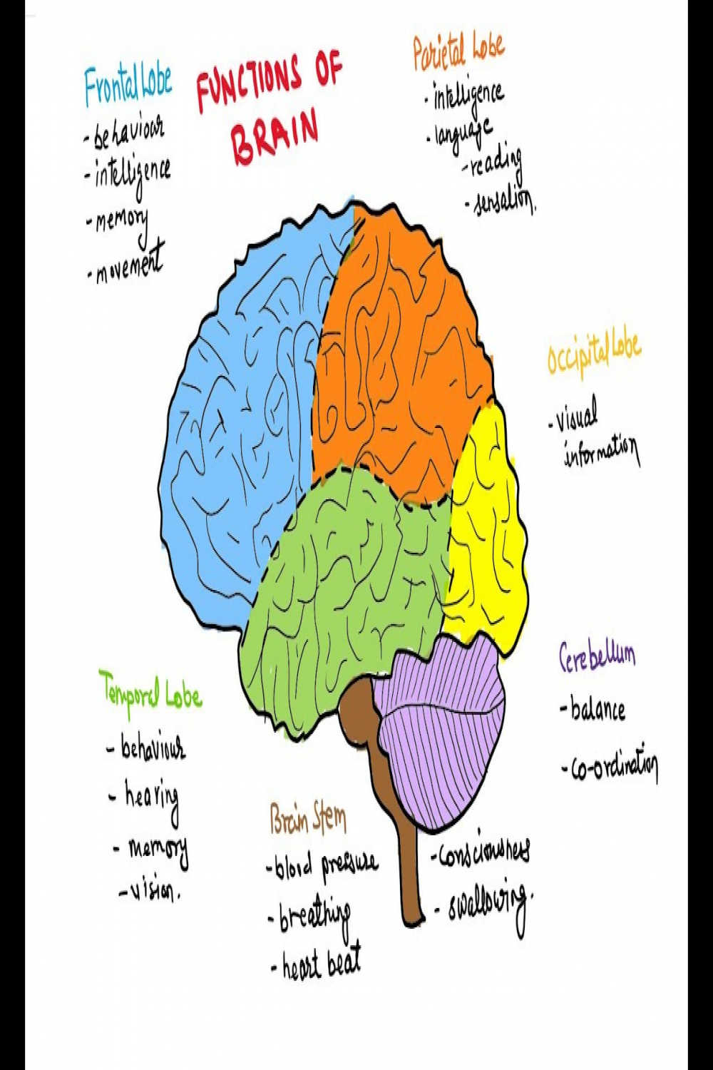 How to draw Brain  Brain Diagram  How to draw Human Brain