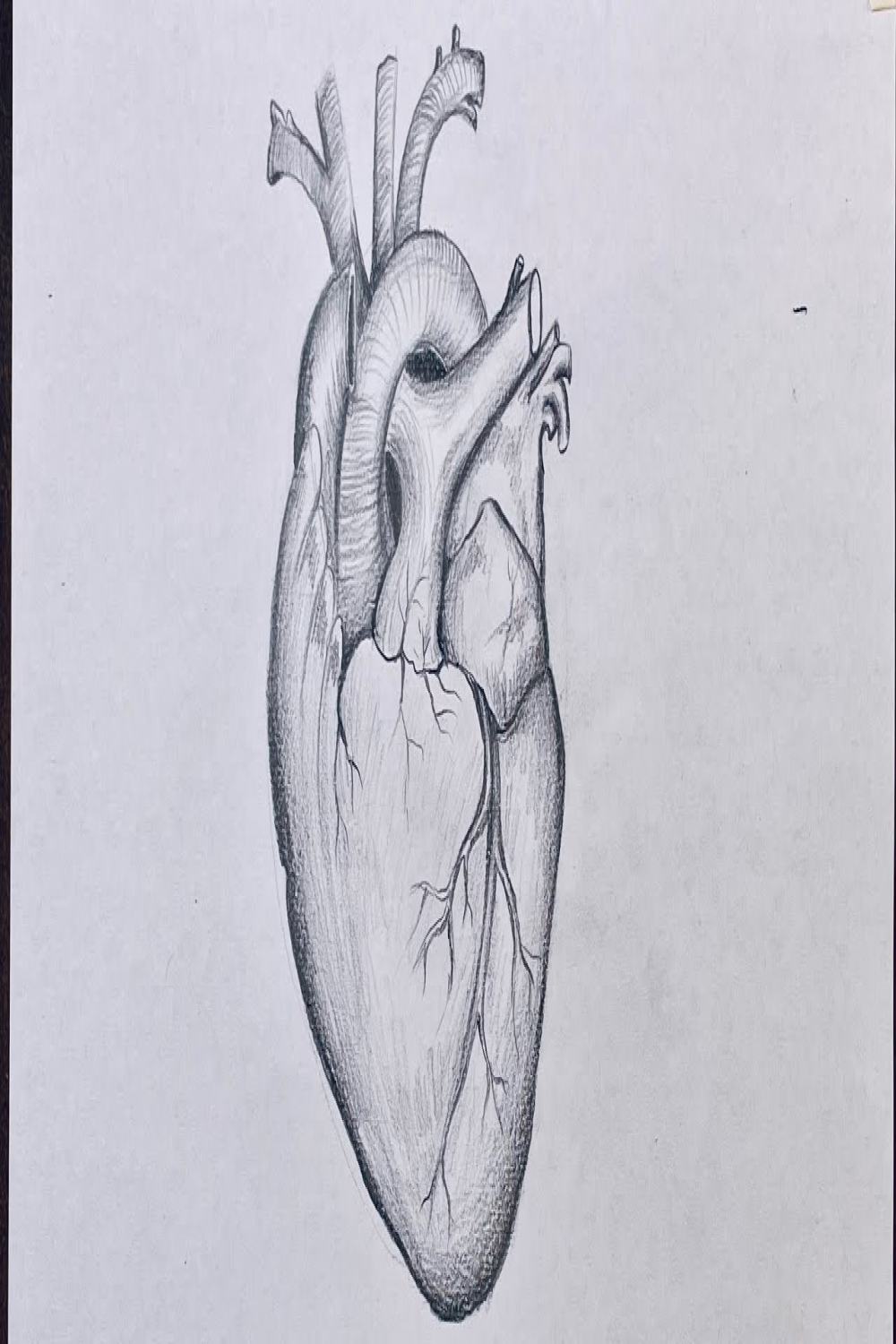 How to draw Heart  Biology drawing for science students