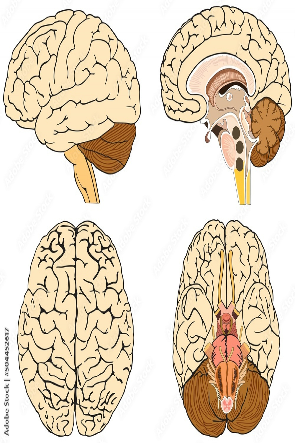 Human brain anatomy infographic diagram lateral sagittal top