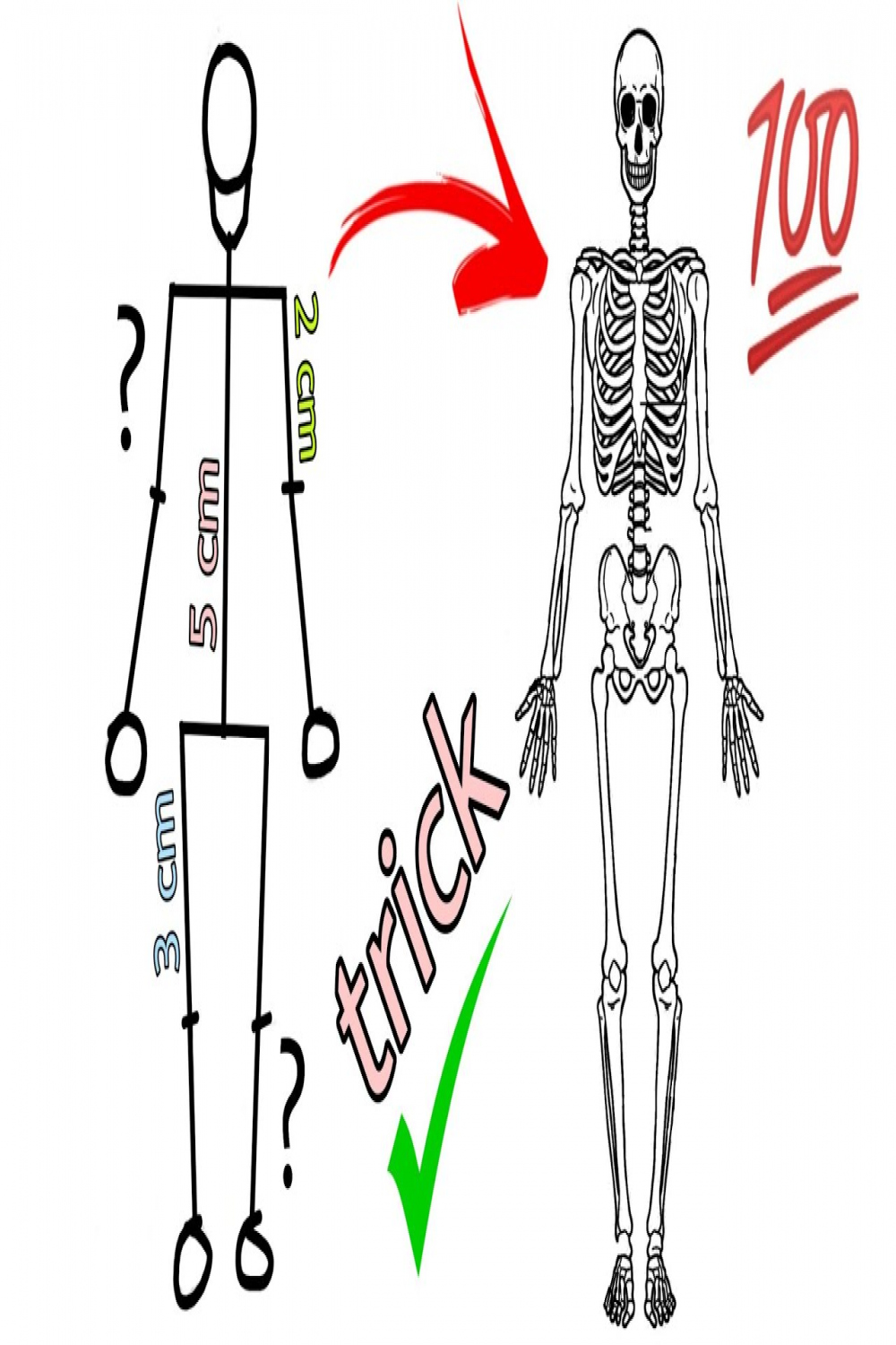 human skeleton diagram / how to draw human skeleton drawing easy