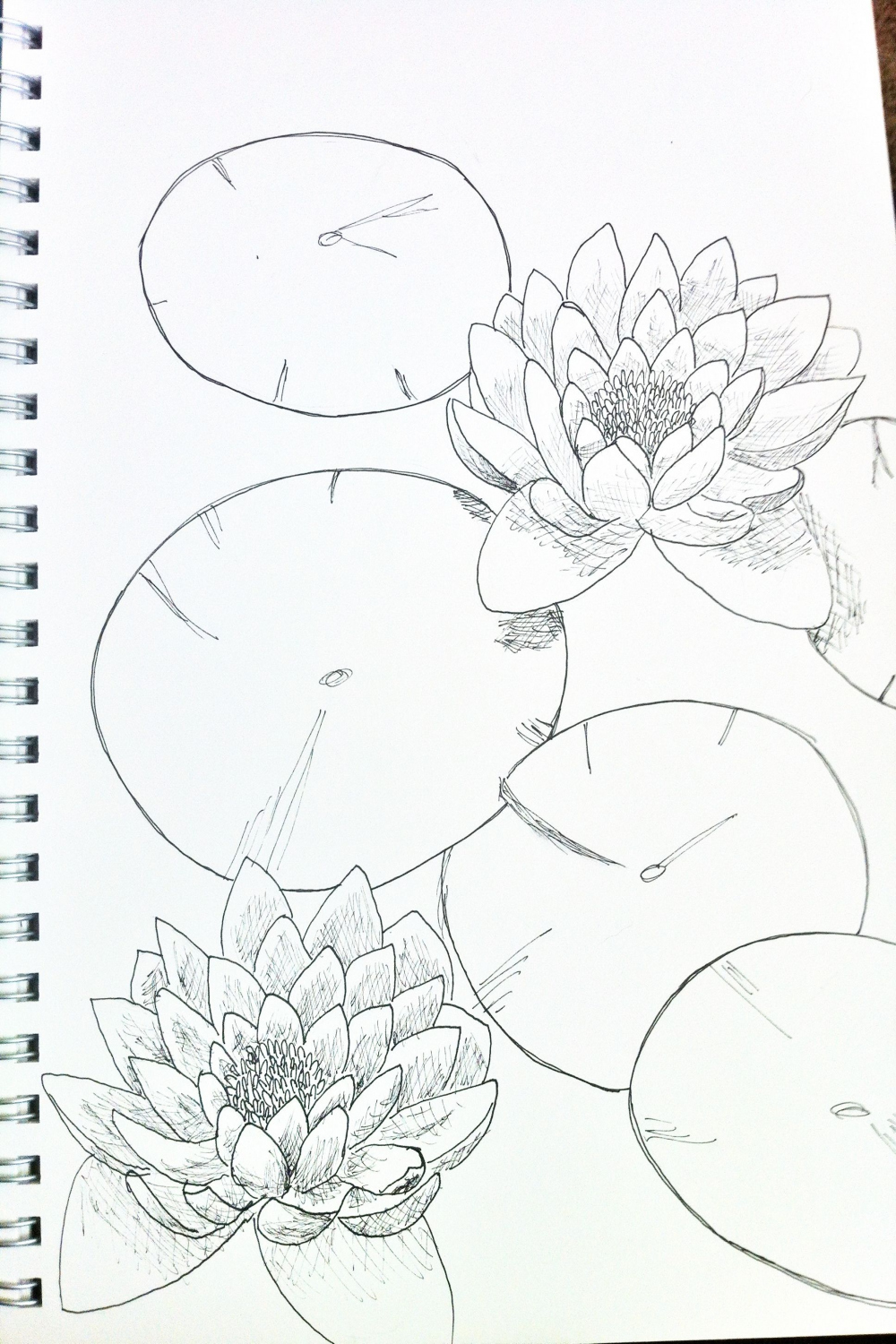 Lily pad sketch  Flower drawing, Lily pad drawing, Flower art drawing