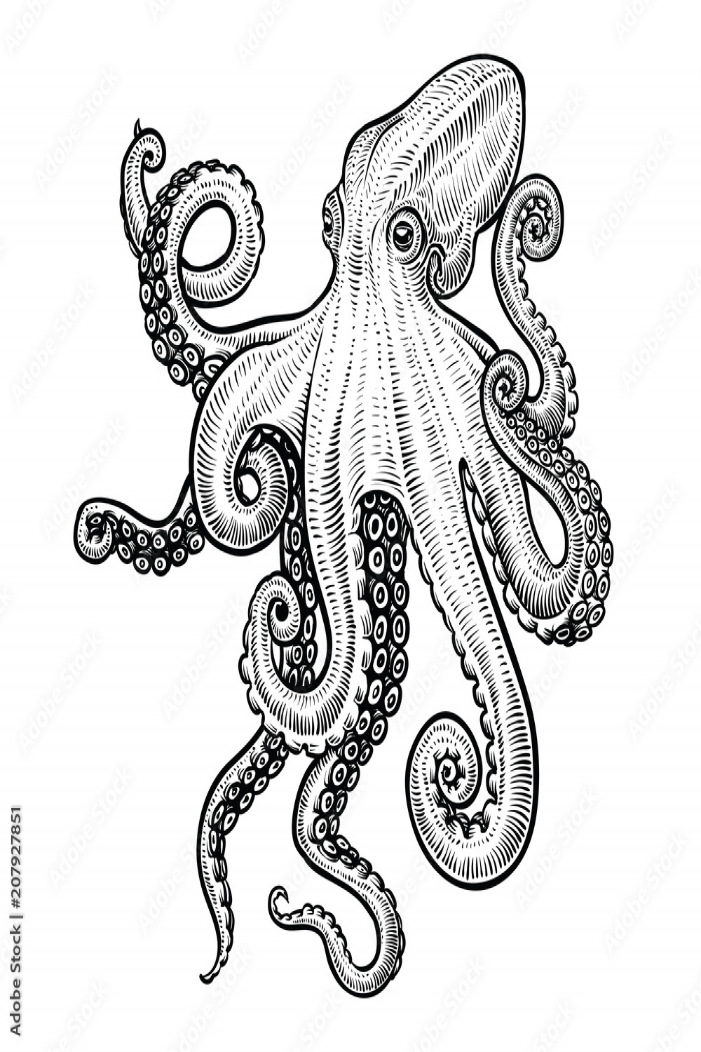 Octopus vector hand drawn illustration