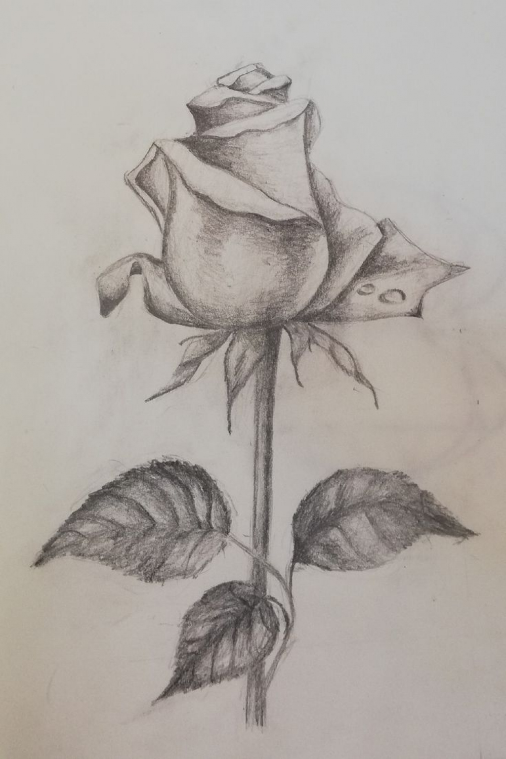 Rose sketch  Pencil drawings of flowers, Rose sketch, Art