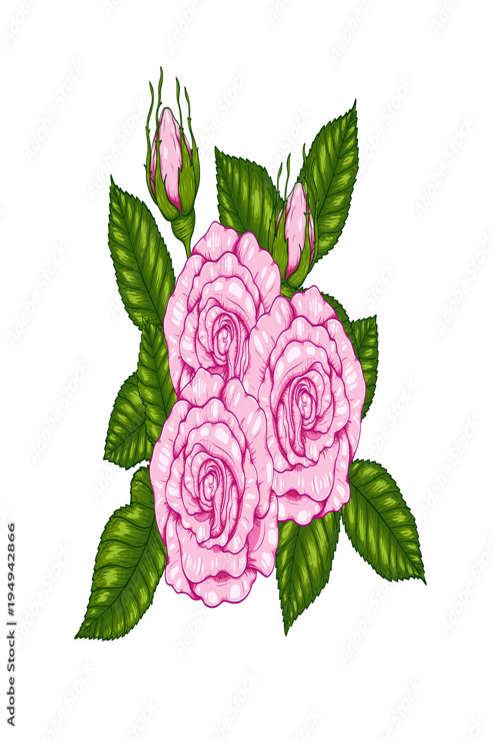 Rose vector by hand drawing