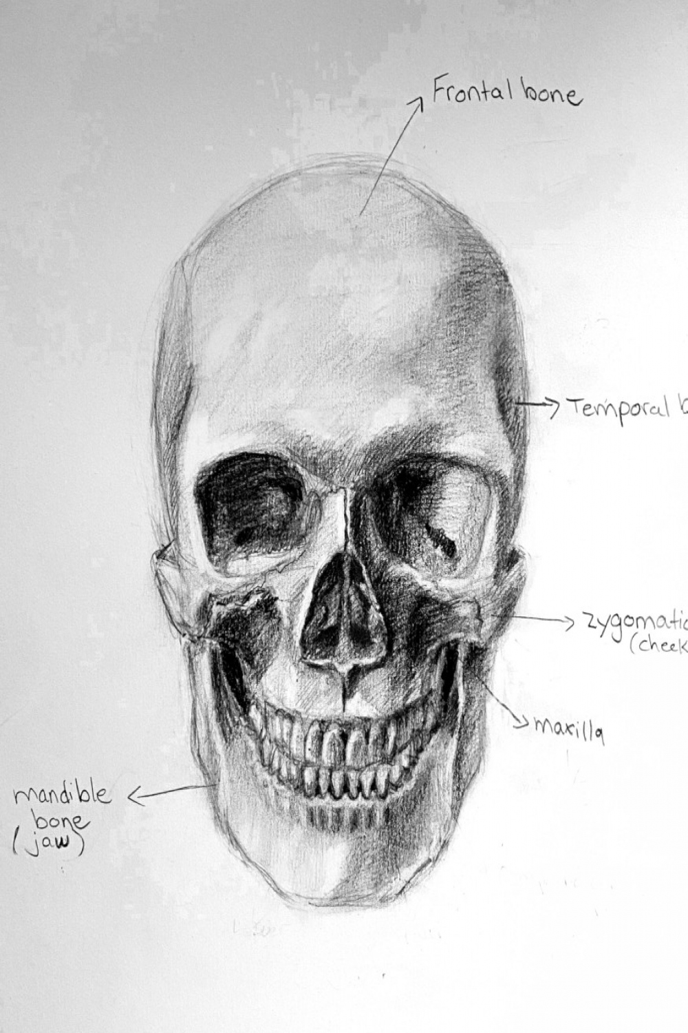 Skull Study