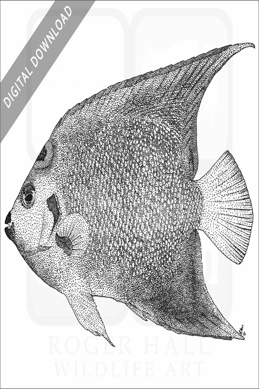 Stock Art Drawing of a Queen Angelfish