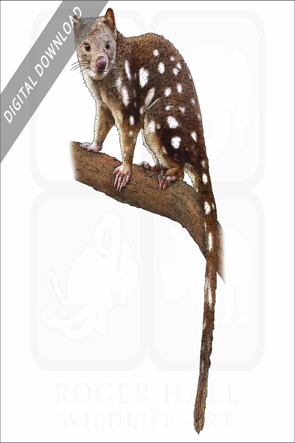 Stock Art Drawing of a Tiger Quoll