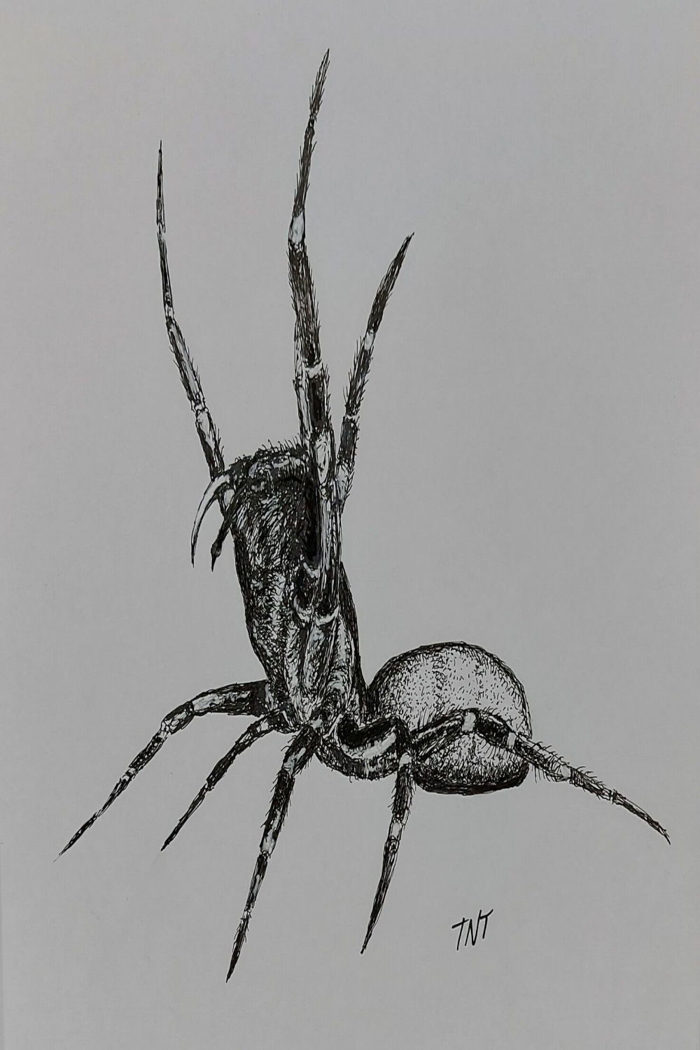 Sydney funnel-web spider spider threat pose original Artwork ink